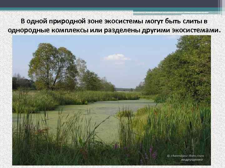 В одной природной зоне экосистемы могут быть слиты в однородные комплексы или разделены другими