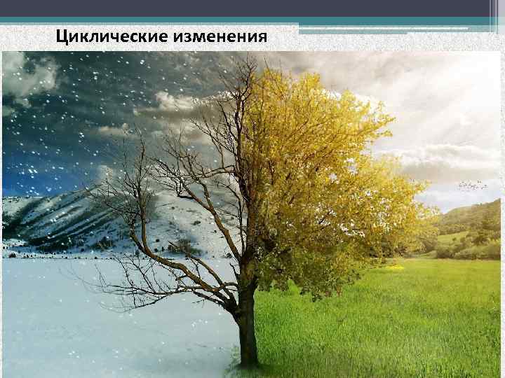 Циклические изменения 