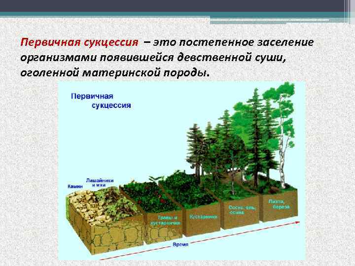 Первичная сукцессия – это постепенное заселение организмами появившейся девственной суши, оголенной материнской породы. 