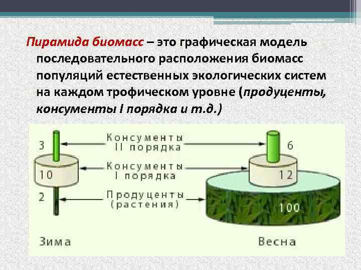 Пирамида биомасс – это графическая модель последовательного расположения биомасс популяций естественных экологических систем на