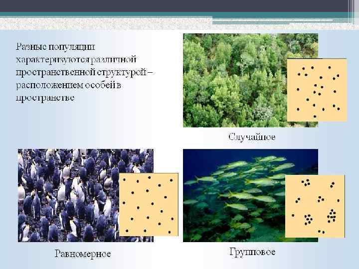 Тип пространственного распределения особей популяции представленный на рисунке характеризуется как