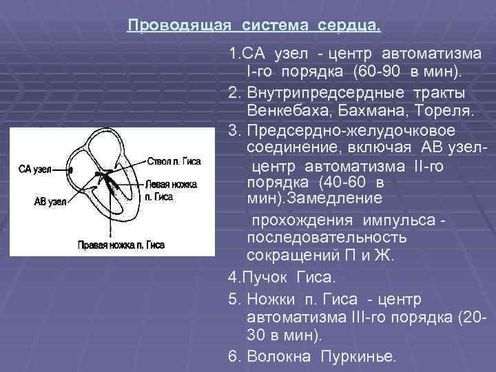  Проводящая система сердца. 1. СА узел - центр автоматизма I-го порядка (60 -90