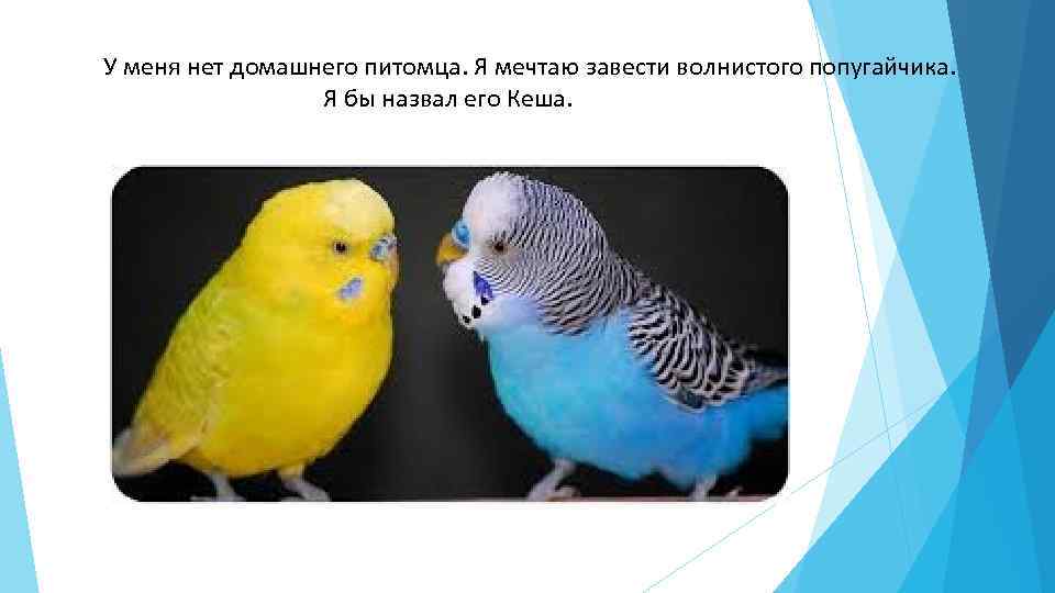 В зоомагазине жили волнистые попугайчики продолжи задачу по схеме 5 и 10