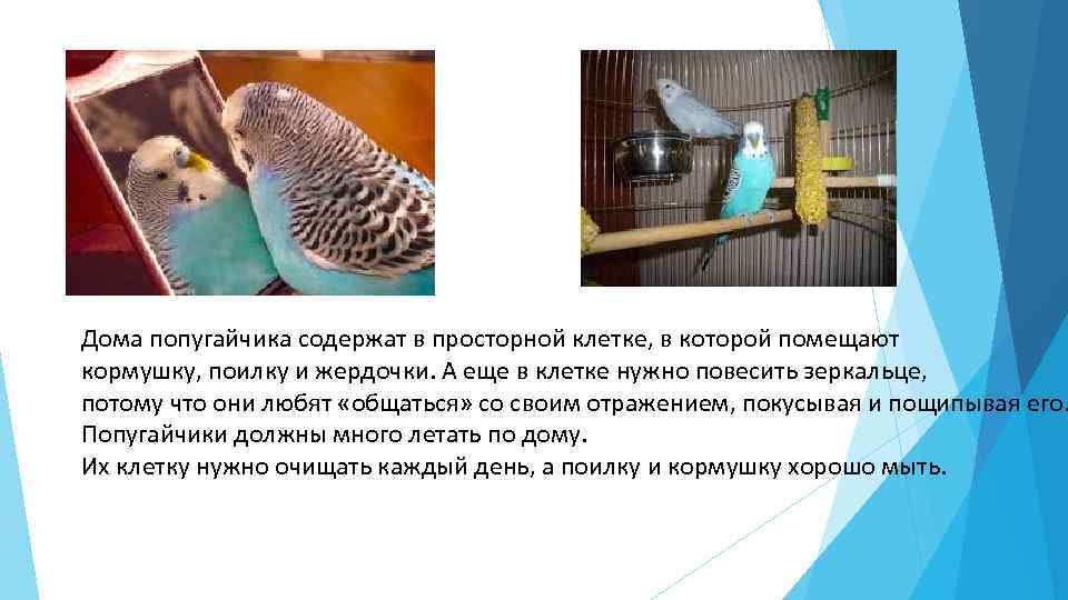 Дома попугайчика содержат в просторной клетке, в которой помещают кормушку, поилку и жердочки. А