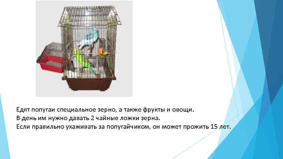 В зоомагазине жили волнистые попугайчики продолжи задачу по схеме