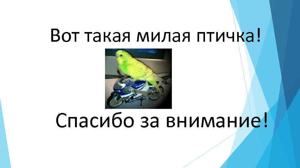 Вот такая милая птичка! Спасибо за внимание! 