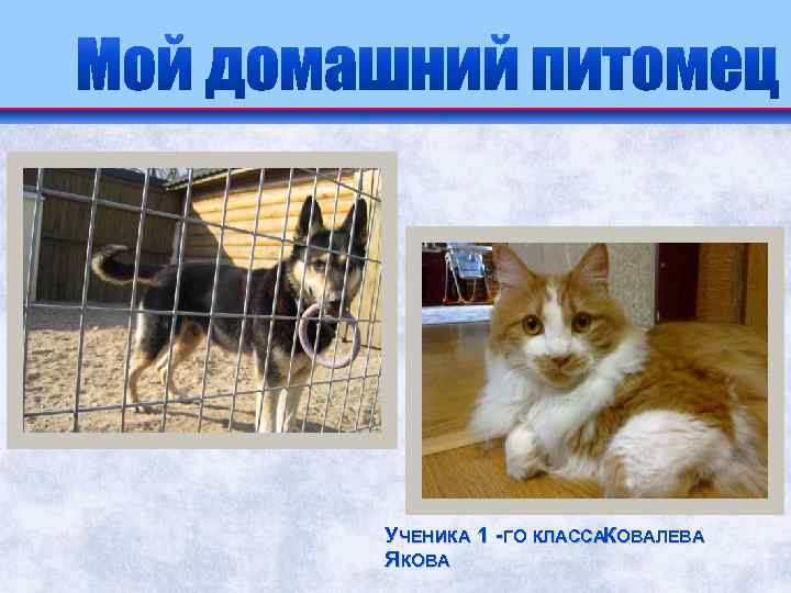 УЧЕНИКА 1 -ГО КЛАССАКОВАЛЕВА ЯКОВА 