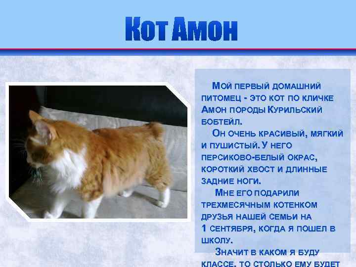 МОЙ ПЕРВЫЙ ДОМАШНИЙ ПИТОМЕЦ - ЭТО КОТ ПО КЛИЧКЕ АМОН ПОРОДЫ КУРИЛЬСКИЙ БОБТЕЙЛ. ОН