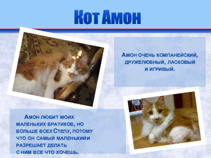 АМОН ОЧЕНЬ КОМПАНЕЙСКИЙ, ДРУЖЕЛЮБНЫЙ, ЛАСКОВЫЙ И ИГРИВЫЙ. АМОН ЛЮБИТ МОИХ МАЛЕНЬКИХ БРАТИКОВ, НО БОЛЬШЕ