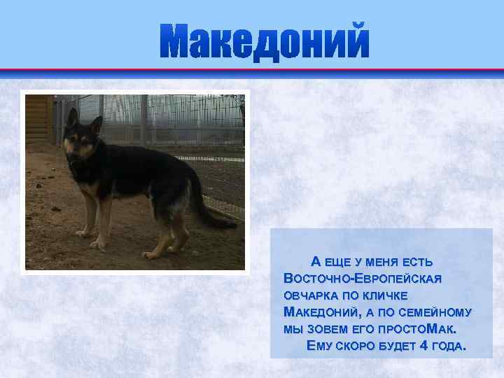 А ЕЩЕ У МЕНЯ ЕСТЬ ВОСТОЧНО-ЕВРОПЕЙСКАЯ ОВЧАРКА ПО КЛИЧКЕ МАКЕДОНИЙ, А ПО СЕМЕЙНОМУ МЫ