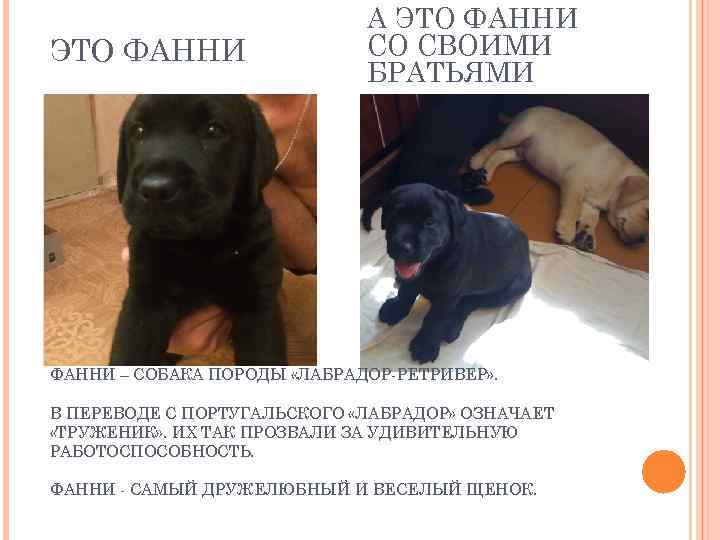 ЭТО ФАННИ А ЭТО ФАННИ СО СВОИМИ БРАТЬЯМИ ФАННИ – СОБАКА ПОРОДЫ «ЛАБРАДОР-РЕТРИВЕР» .