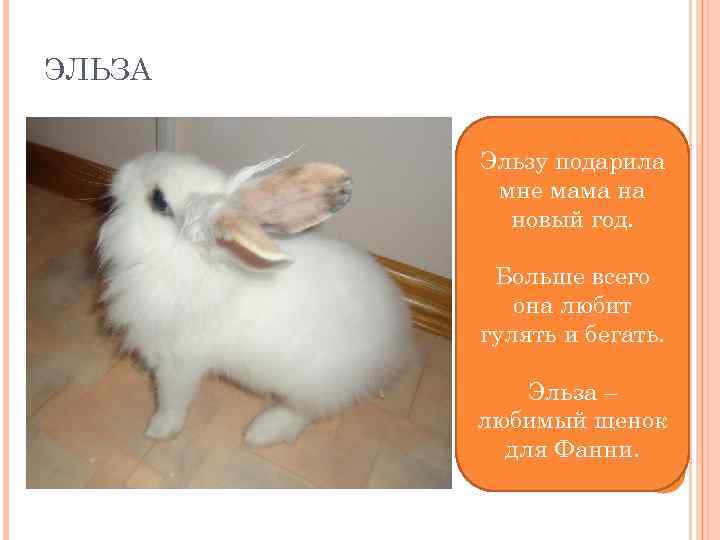 ЭЛЬЗА Эльзу подарила мне мама на новый год. Больше всего она любит гулять и