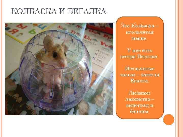 КОЛБАСКА И БЕГАЛКА Это Колбаска – игольчатая мышь. У нее есть сестра Бегалка. Игольчатые