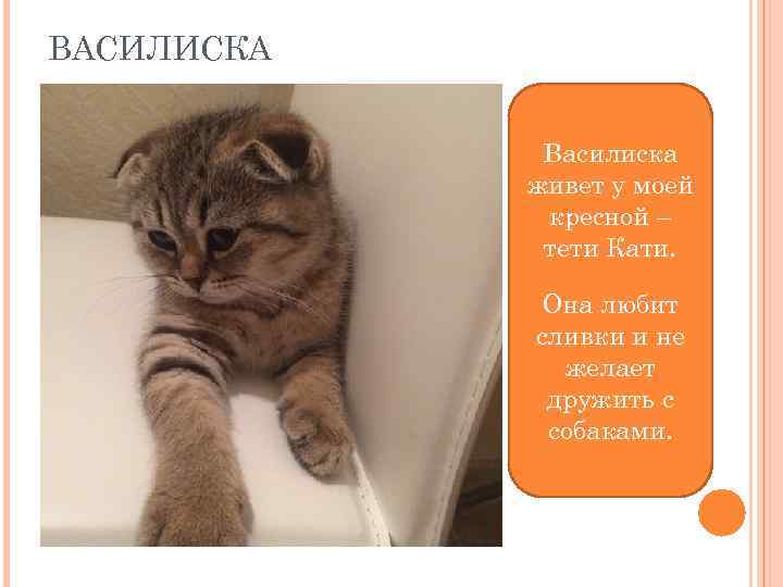 ВАСИЛИСКА Василиска живет у моей кресной – тети Кати. Она любит сливки и не