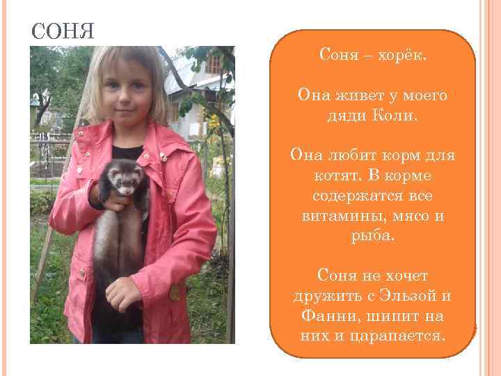 СОНЯ Соня – хорёк. Она живет у моего дяди Коли. Она любит корм для