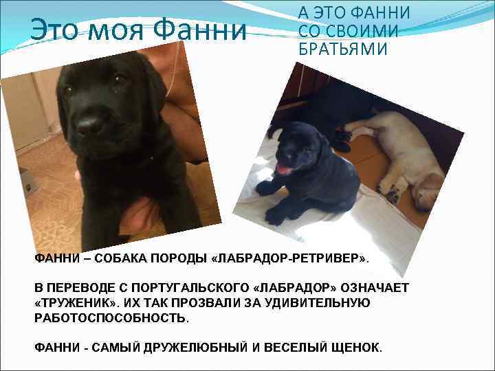 Это моя Фанни А ЭТО ФАННИ СО СВОИМИ БРАТЬЯМИ ФАННИ – СОБАКА ПОРОДЫ «ЛАБРАДОР-РЕТРИВЕР»