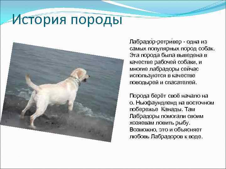 История породы Лабрадо р-ретри вер - одна из самых популярных пород собак. Эта порода