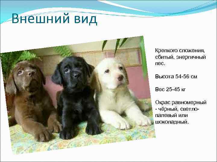 Внешний вид Крепкого сложения, сбитый, энергичный пес. Высота 54 -56 см Вес 25 -45