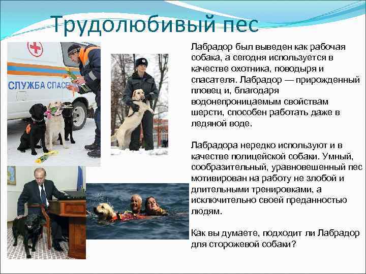 Трудолюбивый пес Лабрадор был выведен как рабочая собака, а сегодня используется в качестве охотника,