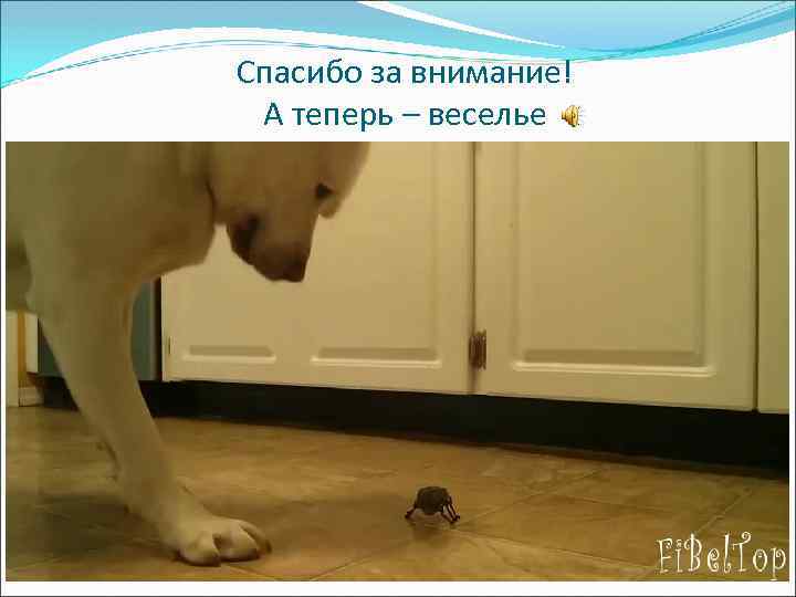 Спасибо за внимание! А теперь – веселье 