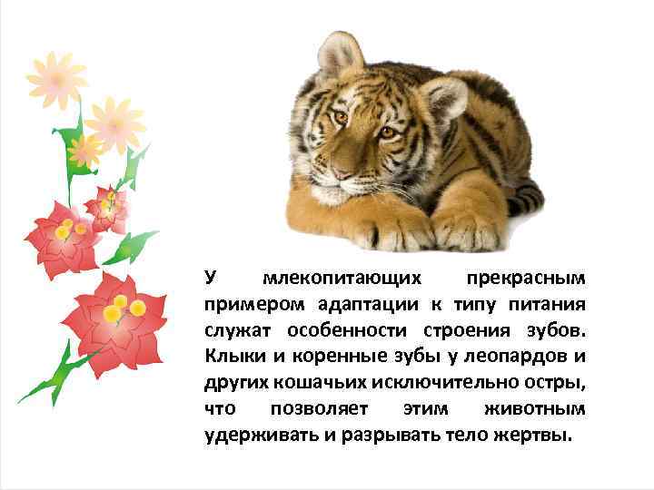 У млекопитающих прекрасным примером адаптации к типу питания служат особенности строения зубов. Клыки и