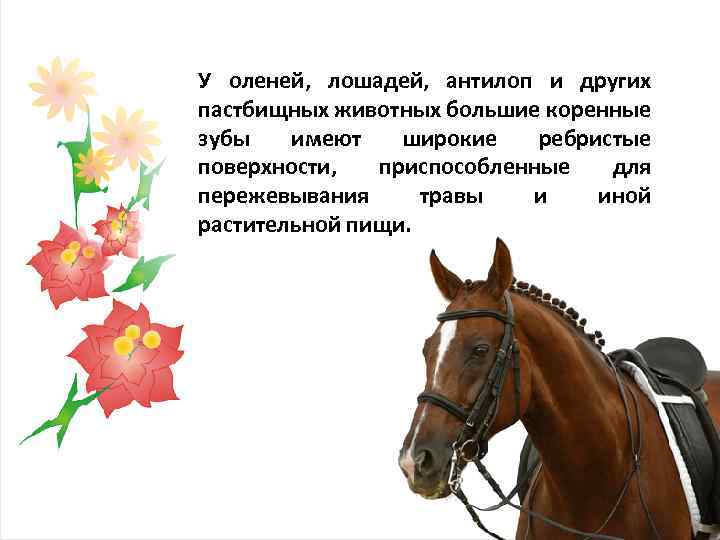 У оленей, лошадей, антилоп и других пастбищных животных большие коренные зубы имеют широкие ребристые