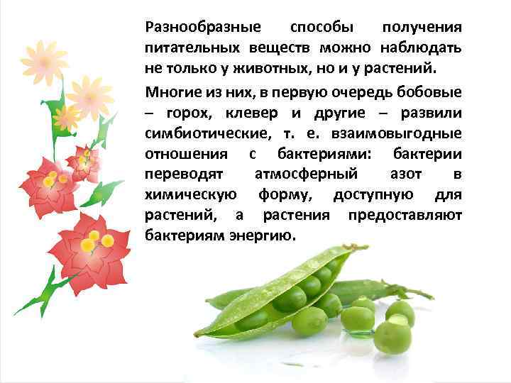 Разнообразные способы получения питательных веществ можно наблюдать не только у животных, но и у