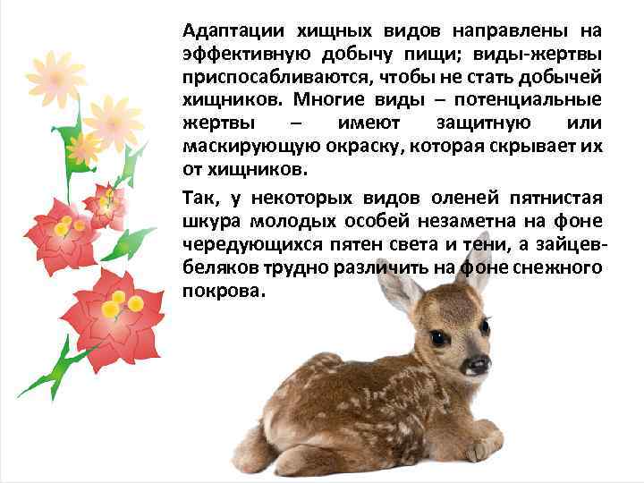 Адаптации хищных видов направлены на эффективную добычу пищи; виды-жертвы приспосабливаются, чтобы не стать добычей