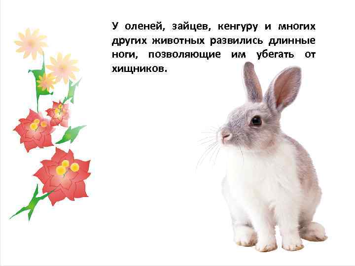 У оленей, зайцев, кенгуру и многих других животных развились длинные ноги, позволяющие им убегать