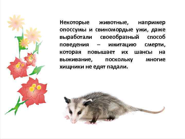 Некоторые животные, например опоссумы и свиномордые ужи, даже выработали своеобразный способ поведения – имитацию