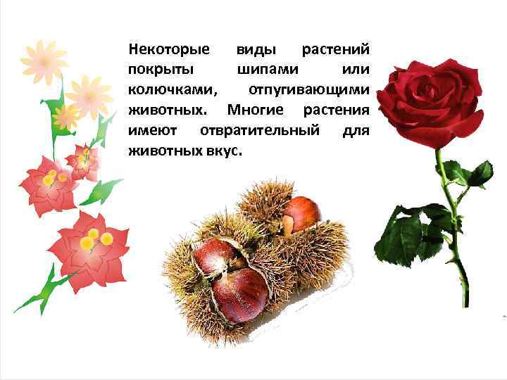 Некоторые виды растений покрыты шипами или колючками, отпугивающими животных. Многие растения имеют отвратительный для