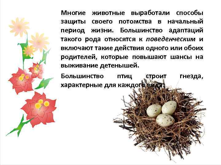 Многие животные выработали способы защиты своего потомства в начальный период жизни. Большинство адаптаций такого
