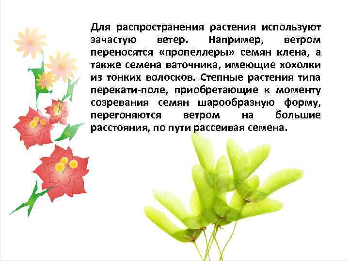 Для распространения растения используют зачастую ветер. Например, ветром переносятся «пропеллеры» семян клена, а также