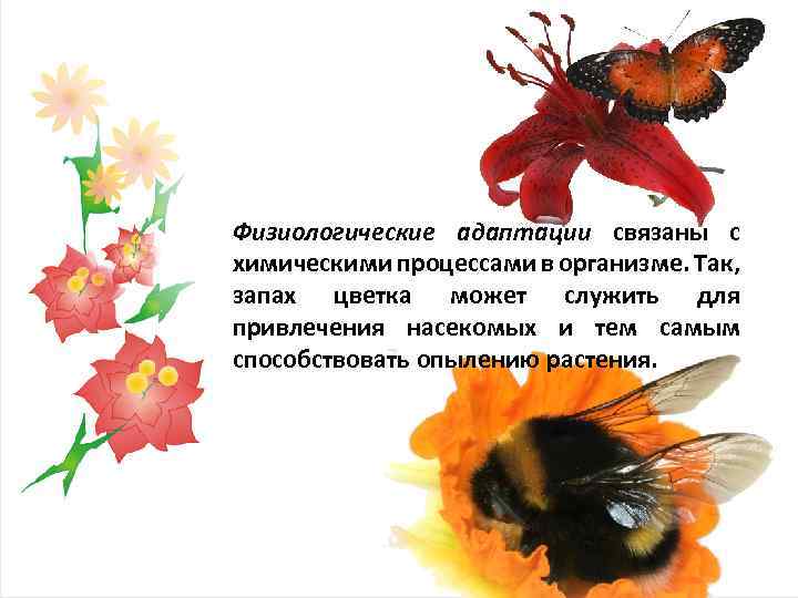 Физиологические адаптации связаны с химическими процессами в организме. Так, запах цветка может служить для