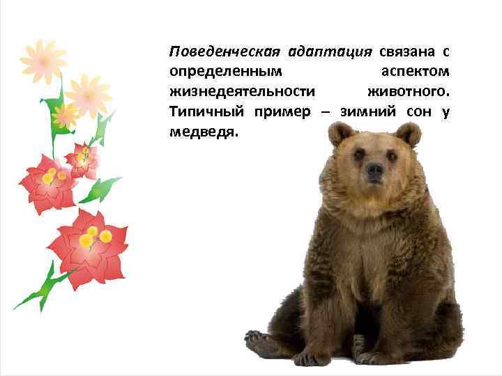 Поведенческая адаптация связана с определенным аспектом жизнедеятельности животного. Типичный пример – зимний сон у