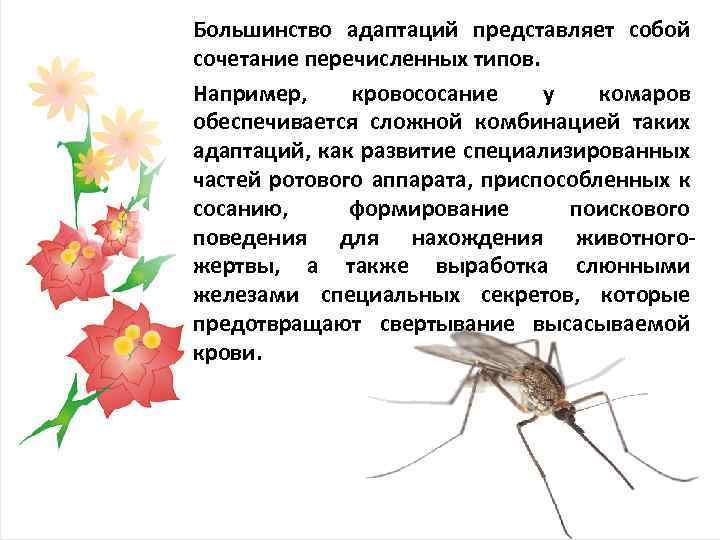 Большинство адаптаций представляет собой сочетание перечисленных типов. Например, кровососание у комаров обеспечивается сложной комбинацией