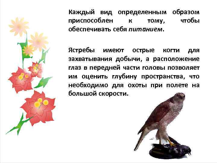 Каждый вид определенным образом приспособлен к тому, чтобы обеспечивать себя питанием. Ястребы имеют острые