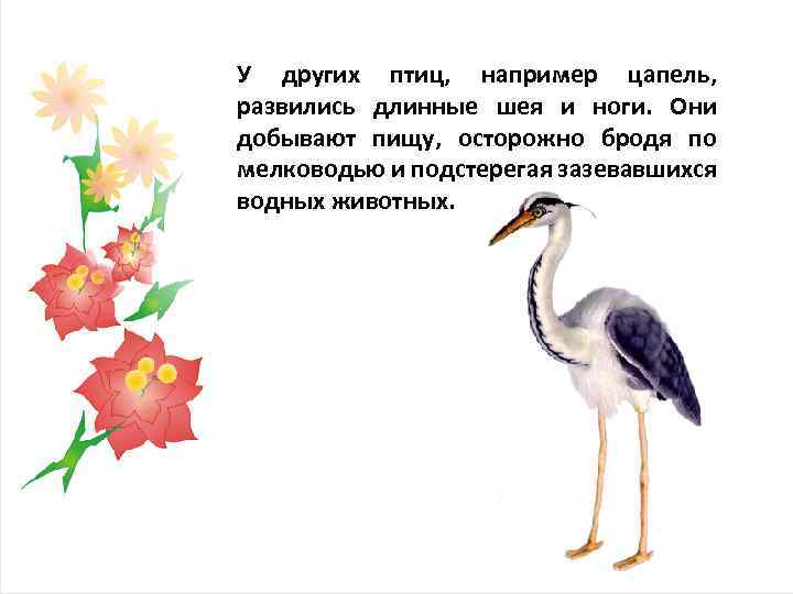 У других птиц, например цапель, развились длинные шея и ноги. Они добывают пищу, осторожно