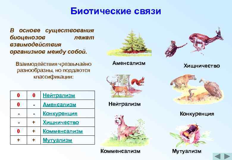 Биотические взаимодействия. Типы биотических взаимоотношений между организмами. Типы взаимоотношений между организмами таблица. Типы биологических взаимоотношений организмов. Формы взаимоотношений между организмами.