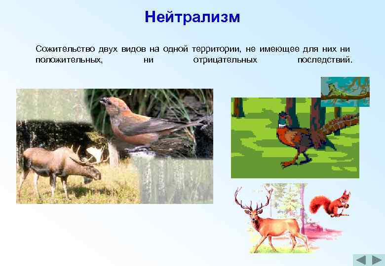 Виды сожительства. Нейтрализм в природе. Нейтрализм это в биологии. Примеры нейтрализма в биологии. Нейтрализм примеры животных.