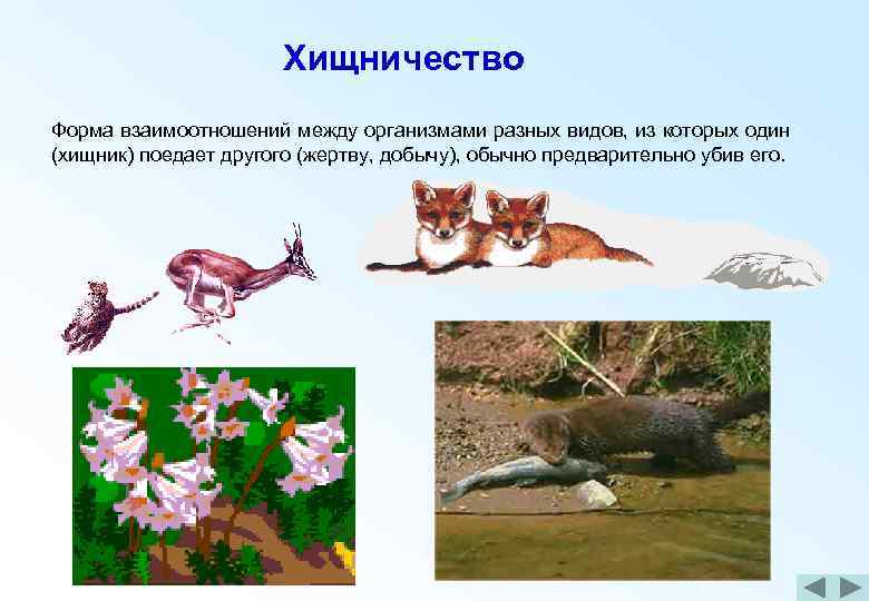 Взаимодействия организмов хищничество. Хищничество это форма взаимоотношений. Примеры хищничества в природе.