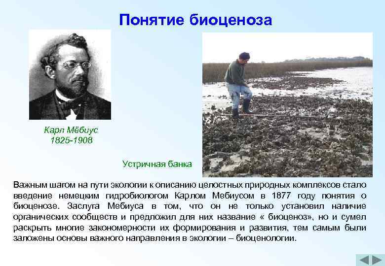 Понятие биоценоза Карл Мёбиус 1825 -1908 Устричная банка Важным шагом на пути экологии к