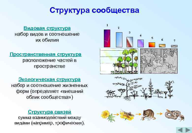 Структура растительного сообщества кратко биология 7 класс. Структура сообщества видовая пространственная трофическая. Структура биоценоза видовая пространственная трофическая. Видовая структура биоценоза схема. Видовой состав биоценоза.