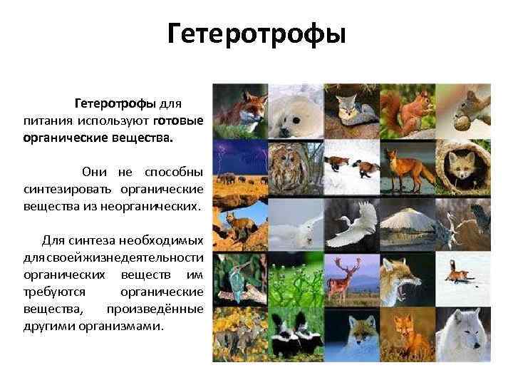 Организмы питающиеся готовыми. Гетеротрофы питаются готовыми органическими веществами. Гетеротрофные организмы, потребляющие готовые органические вещества. Гетеротрофы экосистема. Организмы гетеротрофы потребляющие готовые органические вещества.