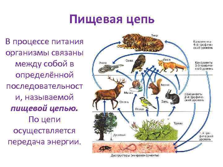 Место организма в цепи питания. Пищевая цепь. В процессе питания организмы связаны между собой. Роль млекопитающих в экосистеме. Экологическая цепочка.