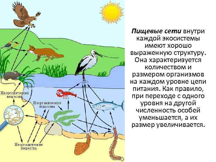 Пищевые сети внутри каждой экосистемы имеют хорошо выраженную структуру. Она характеризуется количеством и размером