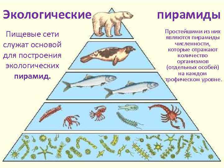 Трофический уровень экологической пирамиды. Трофические уровни экосистемы. Трофические уровни пищевой цепи.