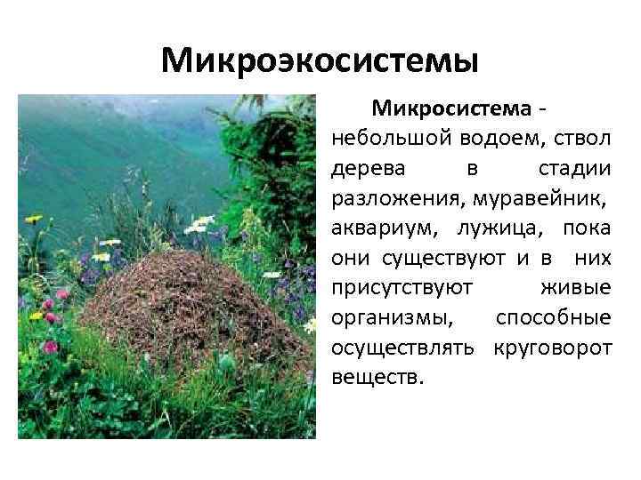 Микроэкосистемы Микросистема - небольшой водоем, ствол дерева в стадии разложения, муравейник, аквариум, лужица, пока