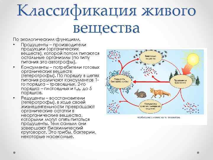 Классификация живого вещества По экологическим функциям. • Продуценты – производители продукции (органических веществ), которой