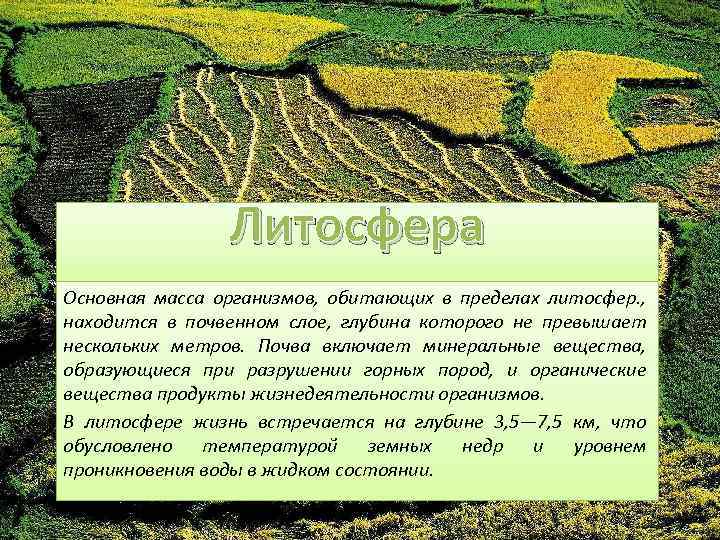 Литосфера Основная масса организмов, обитающих в пределах литосфер. , находится в почвенном слое, глубина